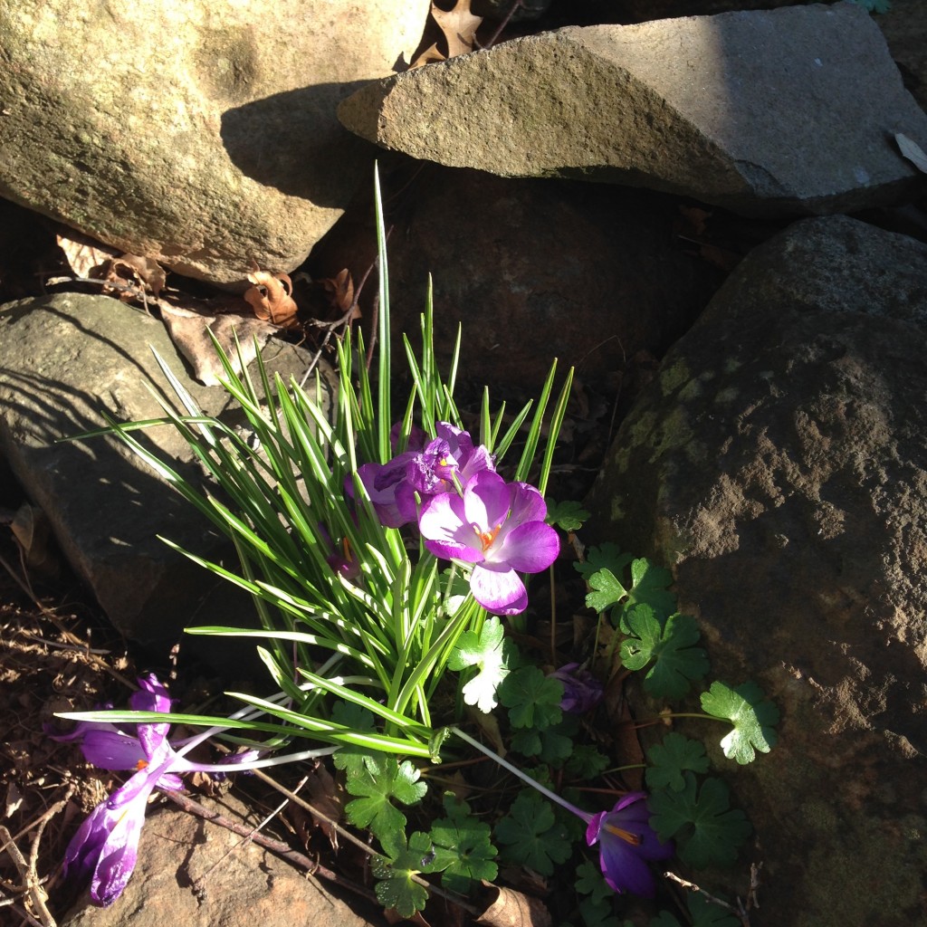 Blooming amongst the hard places