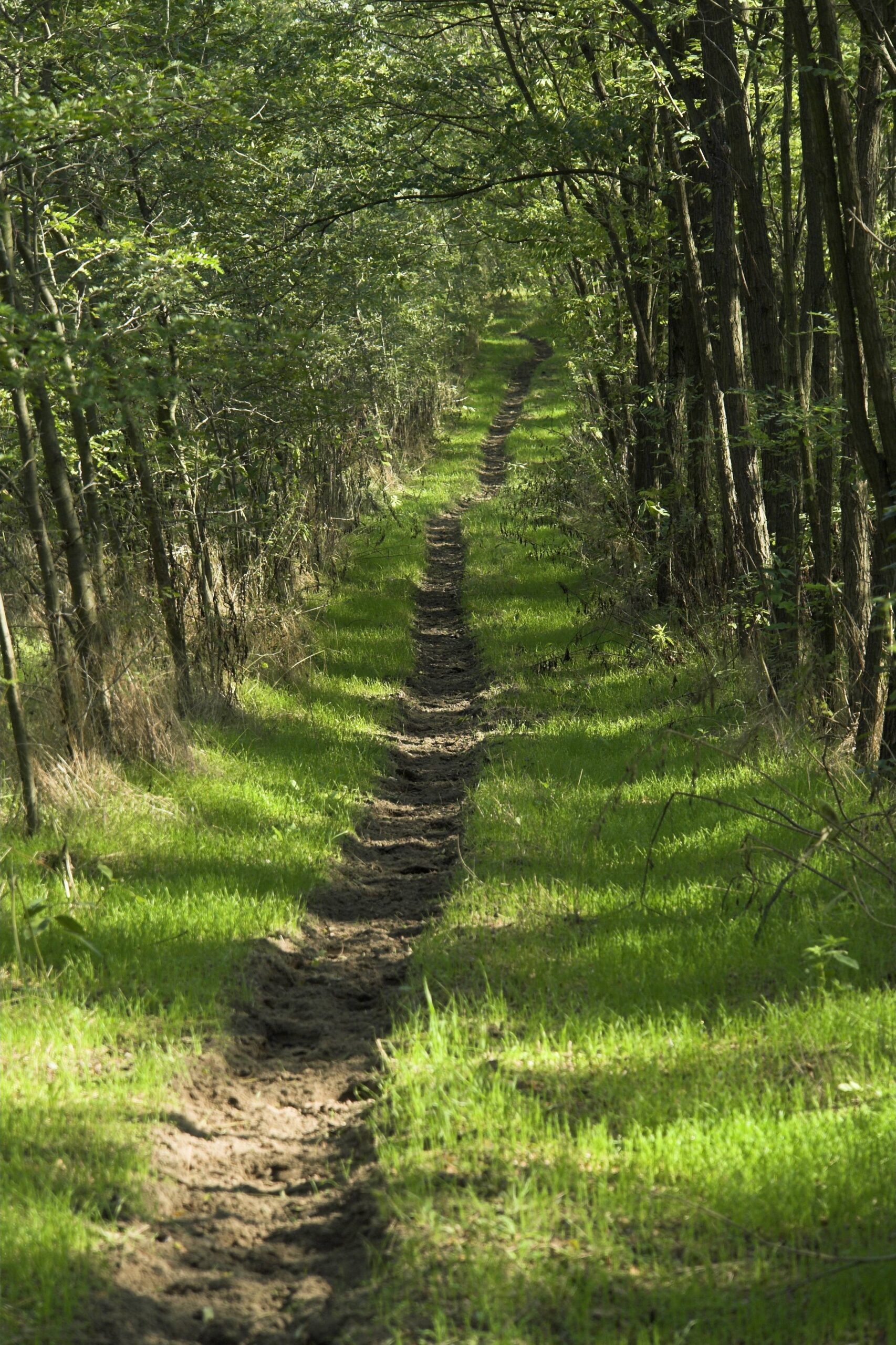 Peace Path- A Road to Conflict Resolution